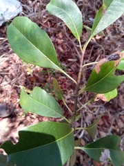 Image of Capurodendron sakalavum