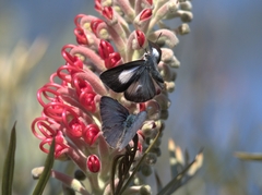 Eirmocides absimilis