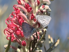 Eirmocides absimilis