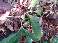 Sapotaceae