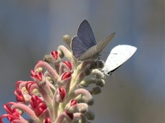 Eirmocides absimilis
