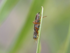 Lemidia subaenea