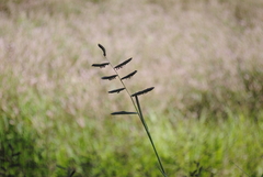 Echinochloa colona