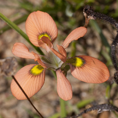 Moraea papilionacea