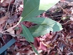 Sapotaceae