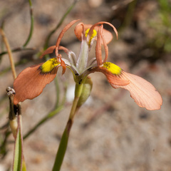 Moraea papilionacea