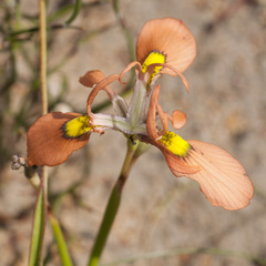 Moraea papilionacea