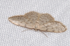 Idaea alyssumata