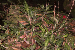 Goodyera daibuzanensis