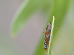 Lemidia subaenea