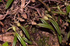 Bulbophyllum