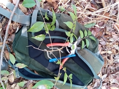 Sapindaceae