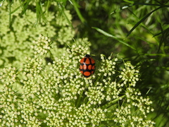Stiretrus decastigmus
