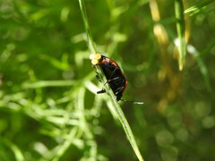 Stiretrus decastigmus