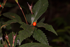 Sarcandra glabra