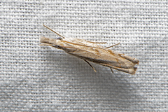 Culladia cuneiferellus