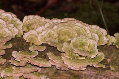 Trichaptum biforme