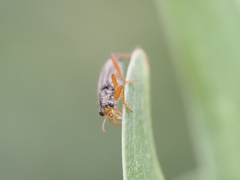 Lemidia subaenea