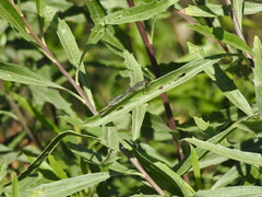 Ischnura fluviatilis