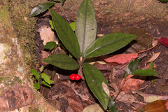 Ardisia brevicaulis