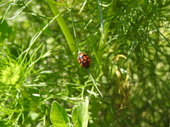 Stiretrus decastigmus