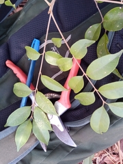 Sapindaceae