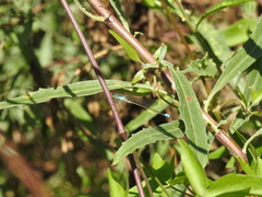 Ischnura fluviatilis
