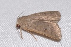 Caradrina aspersa