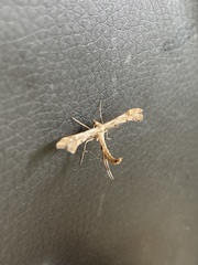 Emmelina monodactyla