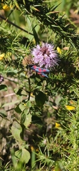 Zygaena sarpedon