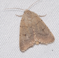 Caradrina aspersa