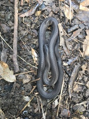 Cryptophis nigrescens