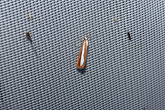 Catoptria pyramidellus