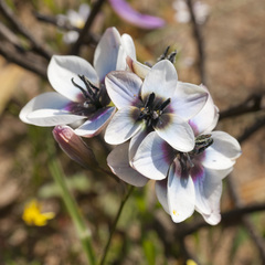 Ixia versicolor