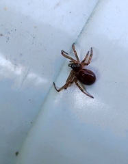 Steatoda bipunctata
