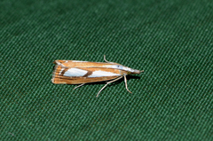 Catoptria