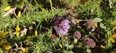 Zygaena sarpedon