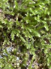 Eurhynchium striatum