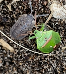 Ocirrhoe unimaculata