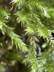 Eurhynchium striatum
