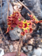 Strophanthus boivinii image