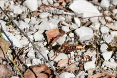 Asilus crabroniformis