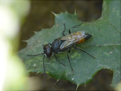 Astata