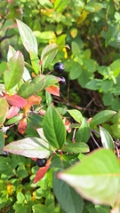 Aronia