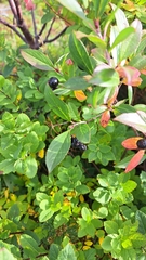 Aronia