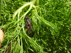 Cosmoclopius poecilus