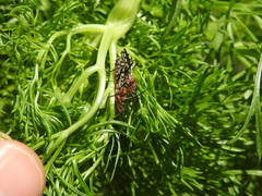 Cosmoclopius poecilus