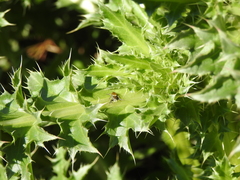 Phiale roburifoliata