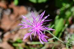 Crupina crupinastrum