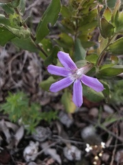 Scaevola platyphylla